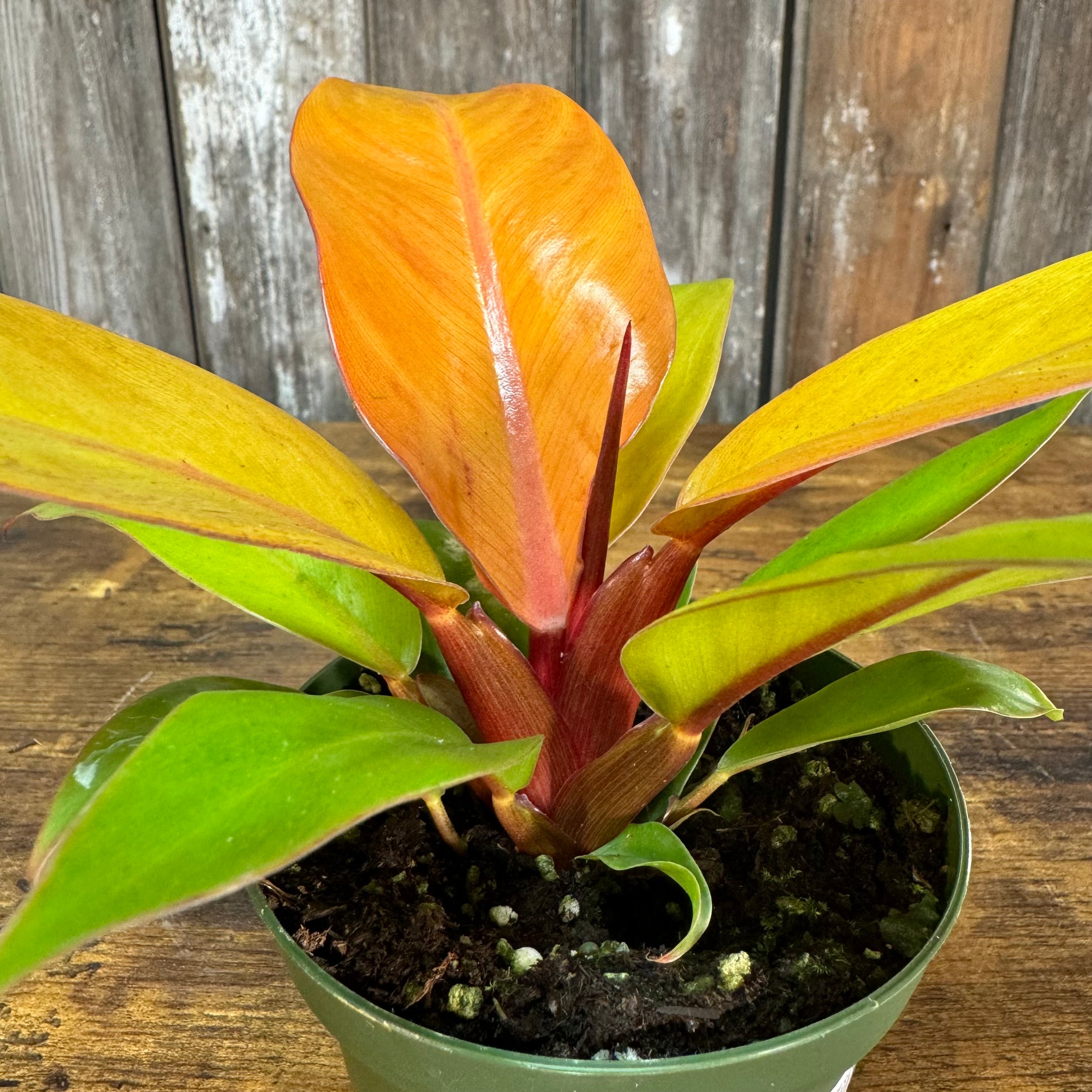 philodendron imperial orange Philodendron 'Prince of Orange'