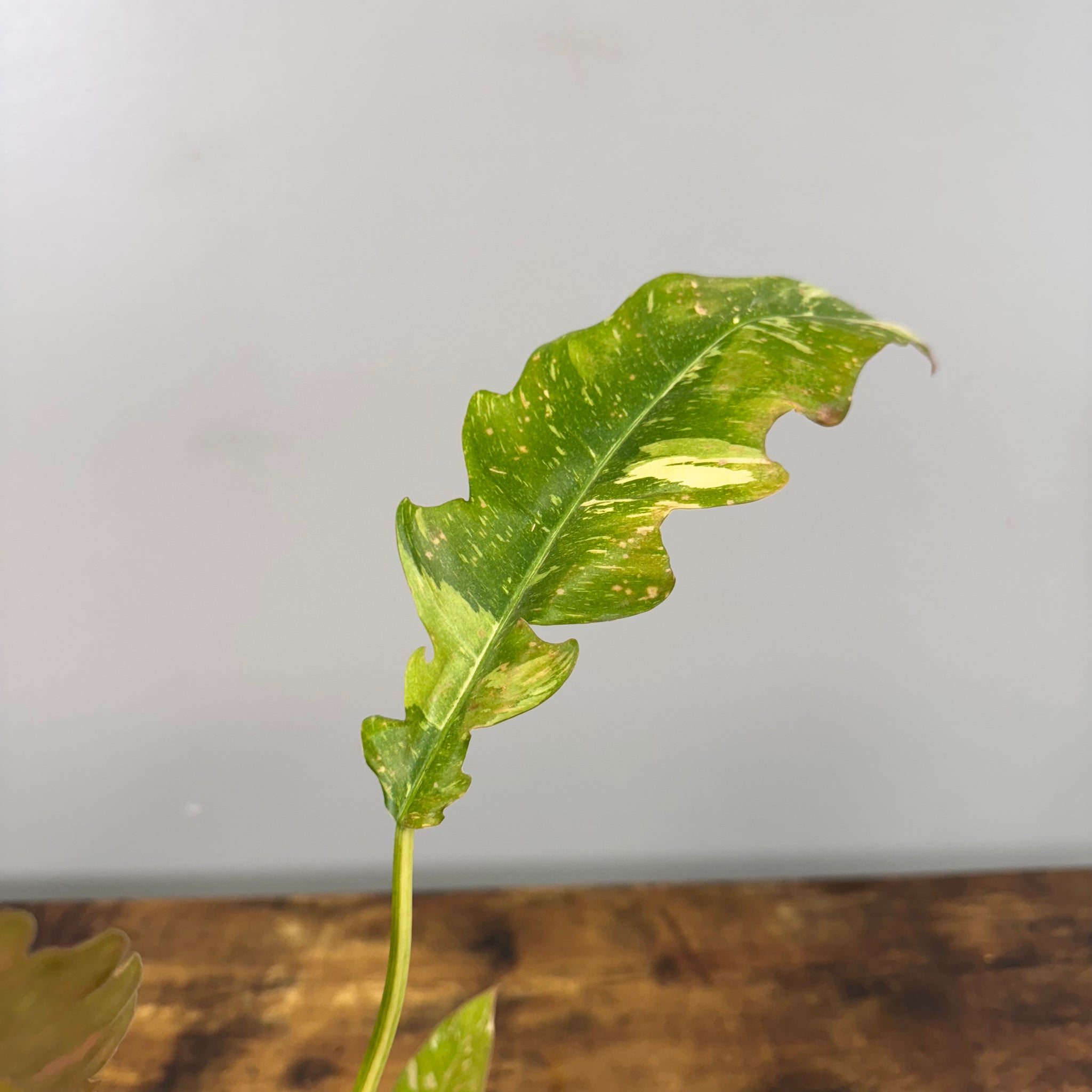 philodendron narrow ring of fire Philodendron 'Ring Of Fire'