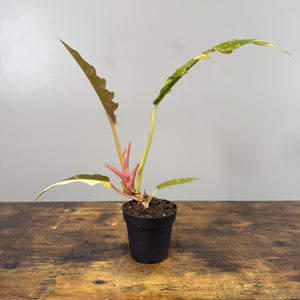 philodendron ring of fire entretien Philodendron 'Ring Of Fire'