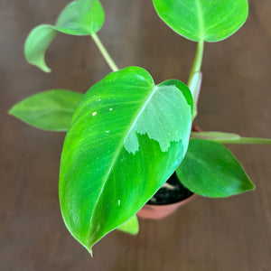 Philodendron 'White Princess'