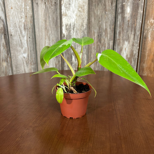 Philodendron 'White Princess'