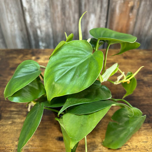 Philodendron 'Heart Leaf'