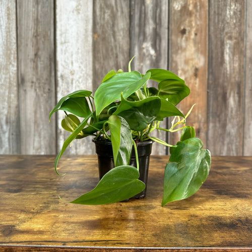 Philodendron 'Heart Leaf'