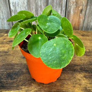 Pilea 'Chinese Money Plant'