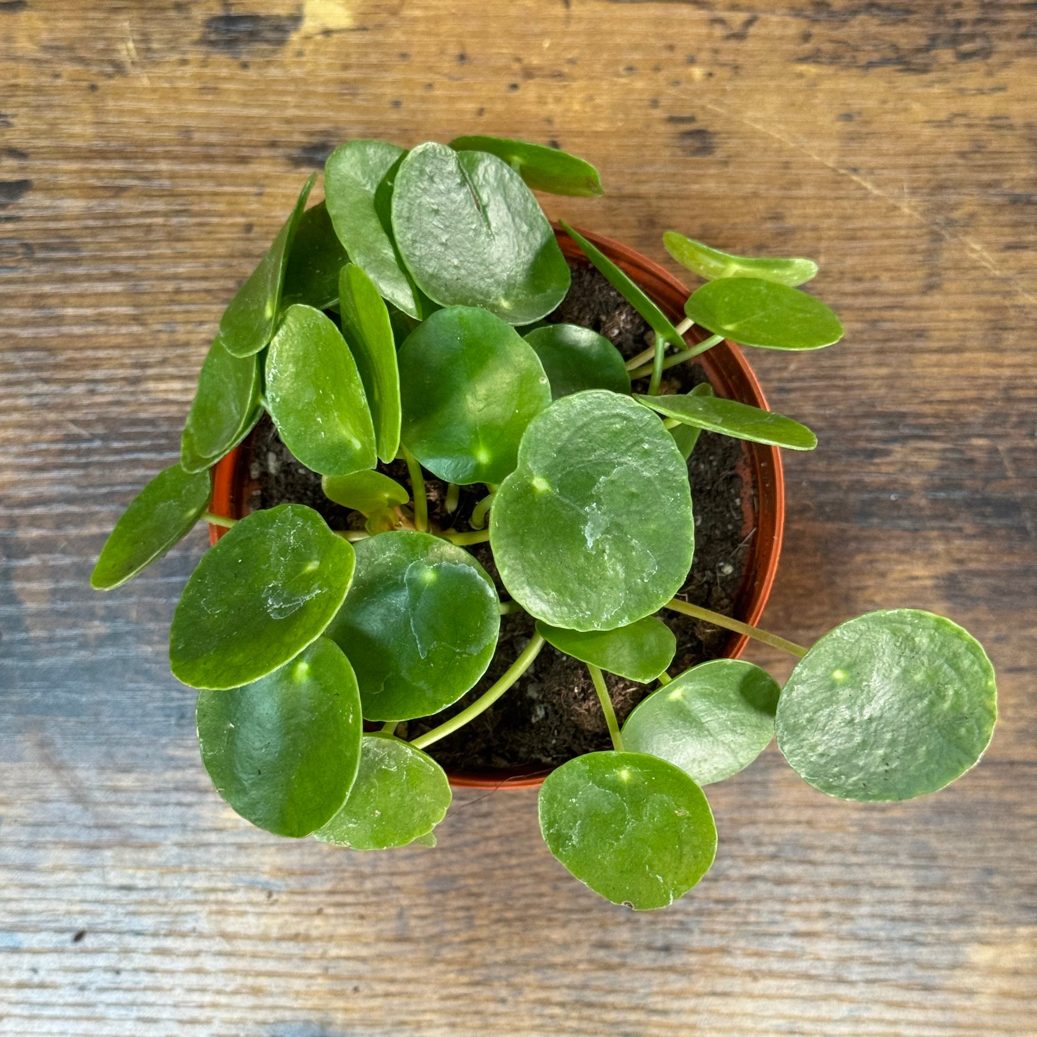 healthy money plant Pilea 'Chinese Money Plant'