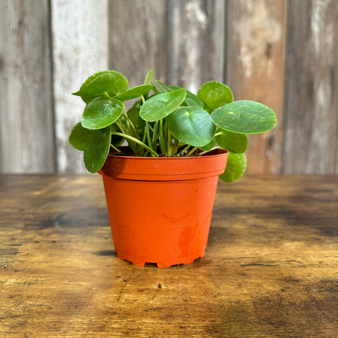 Pilea 'Chinese Money Plant'