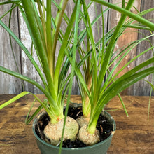 Load image into Gallery viewer, 4&quot; Ponytail Palm Multi Clumps