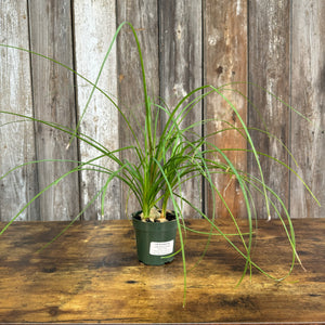 4" Ponytail Palm Multi Clumps