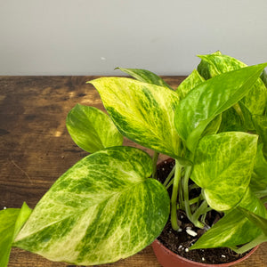 Epipremnum 'Neon Queen' Pothos