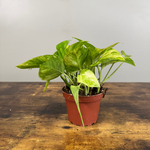 Epipremnum 'Neon Queen' Pothos