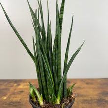 Load image into Gallery viewer, Sansevieria &#39;Fernwood Mikado&#39; Snake Plant