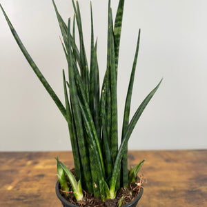 mini snake plant Sansevieria 'Fernwood Mikado'