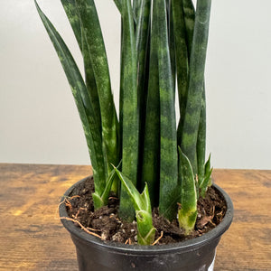 Sansevieria 'Fernwood Mikado' Snake Plant