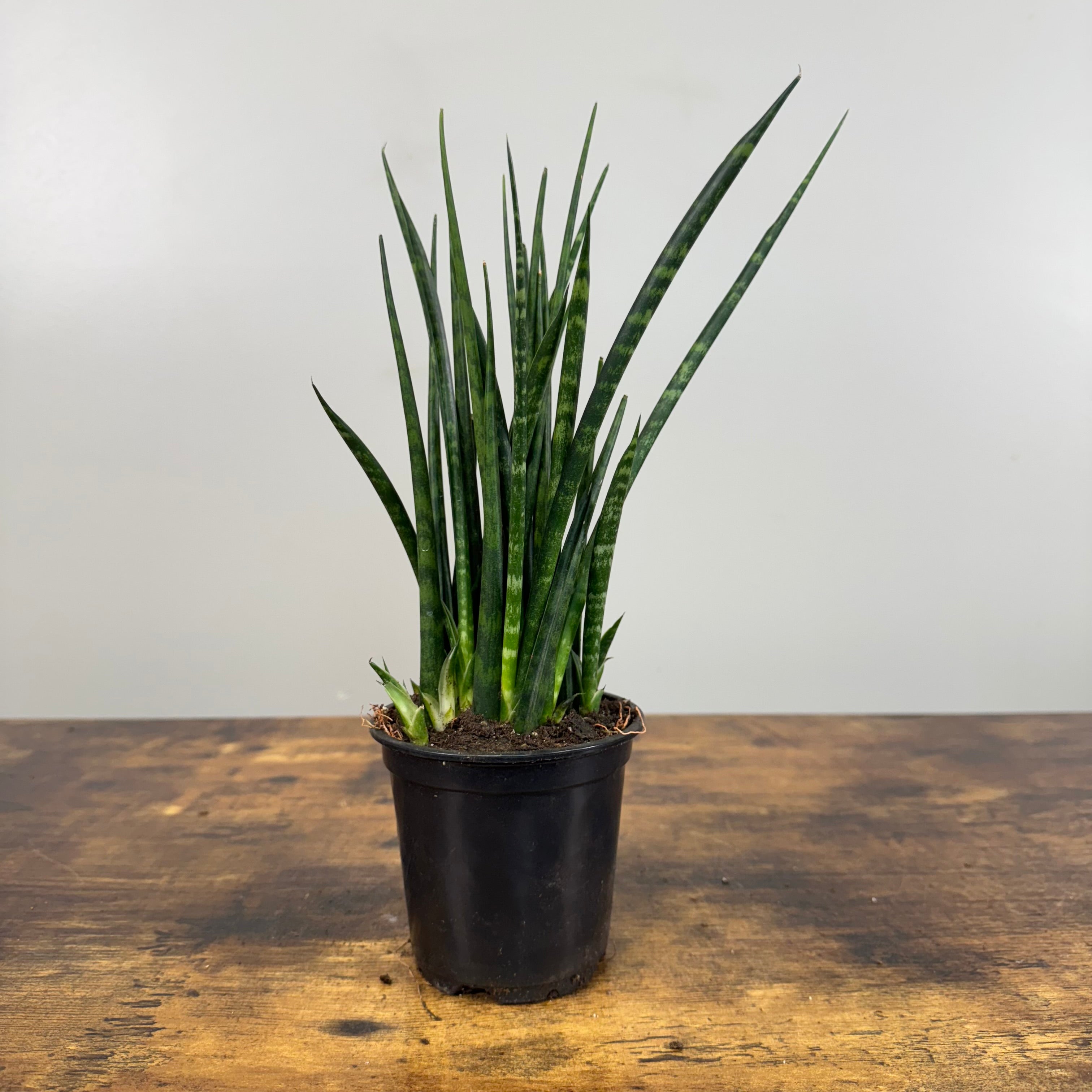 sansevieria mikado fernwood care Sansevieria 'Fernwood Mikado' Snake Plant