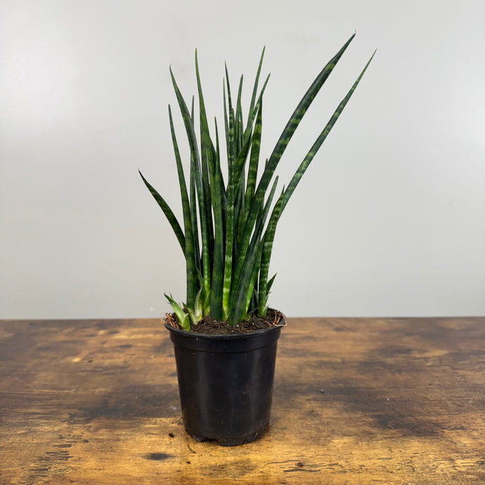 Sansevieria 'Fernwood Mikado' Snake Plant