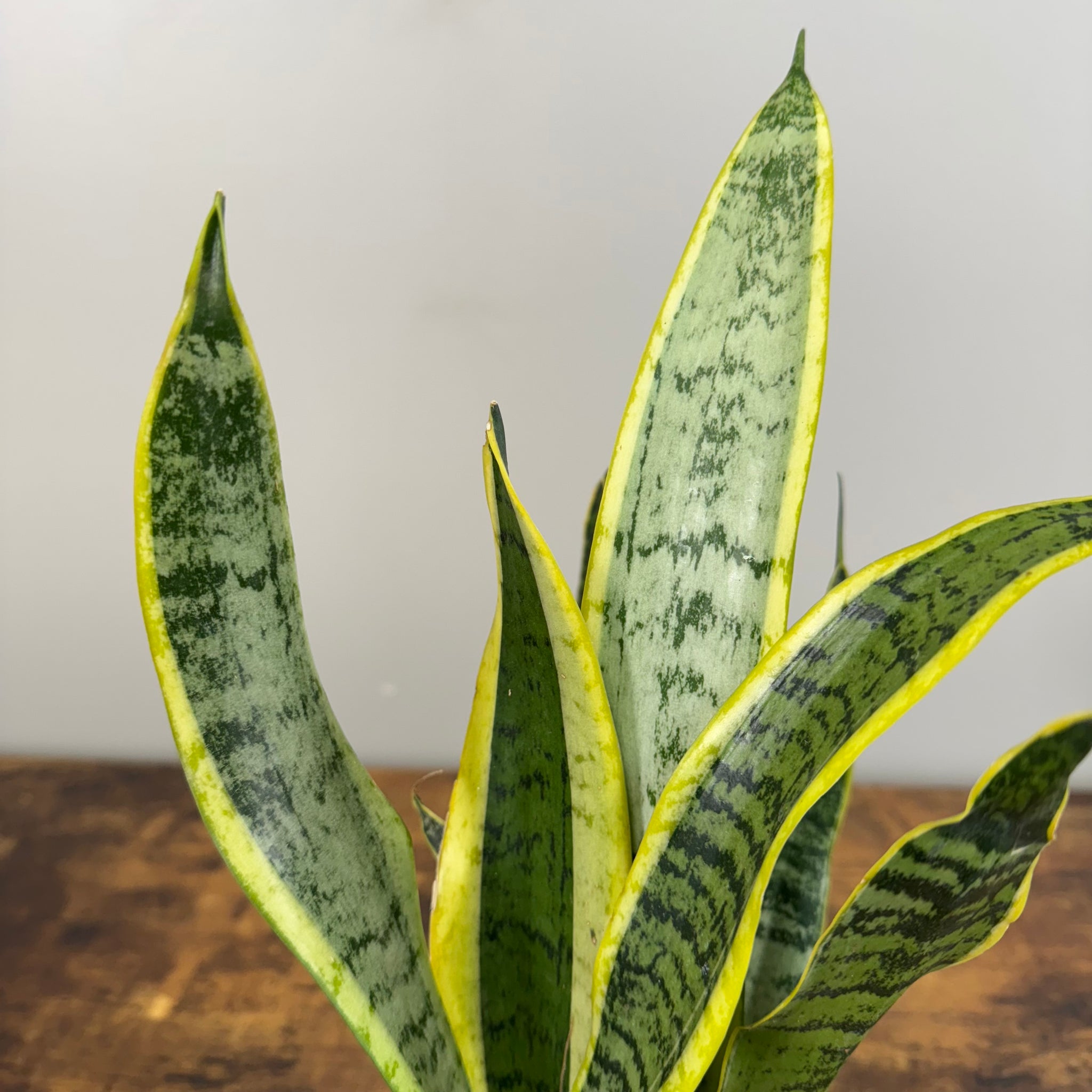 lime green snake plant Sansevieria 'Laurentii' Snake Plant: Low-Maintenance Beauty – Wasson Nursery