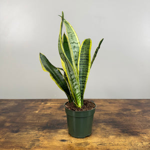 sansevieria trifasciata laurentii height Sansevieria 'Laurentii' Snake Plant: Low-Maintenance Beauty – Wasson Nursery
