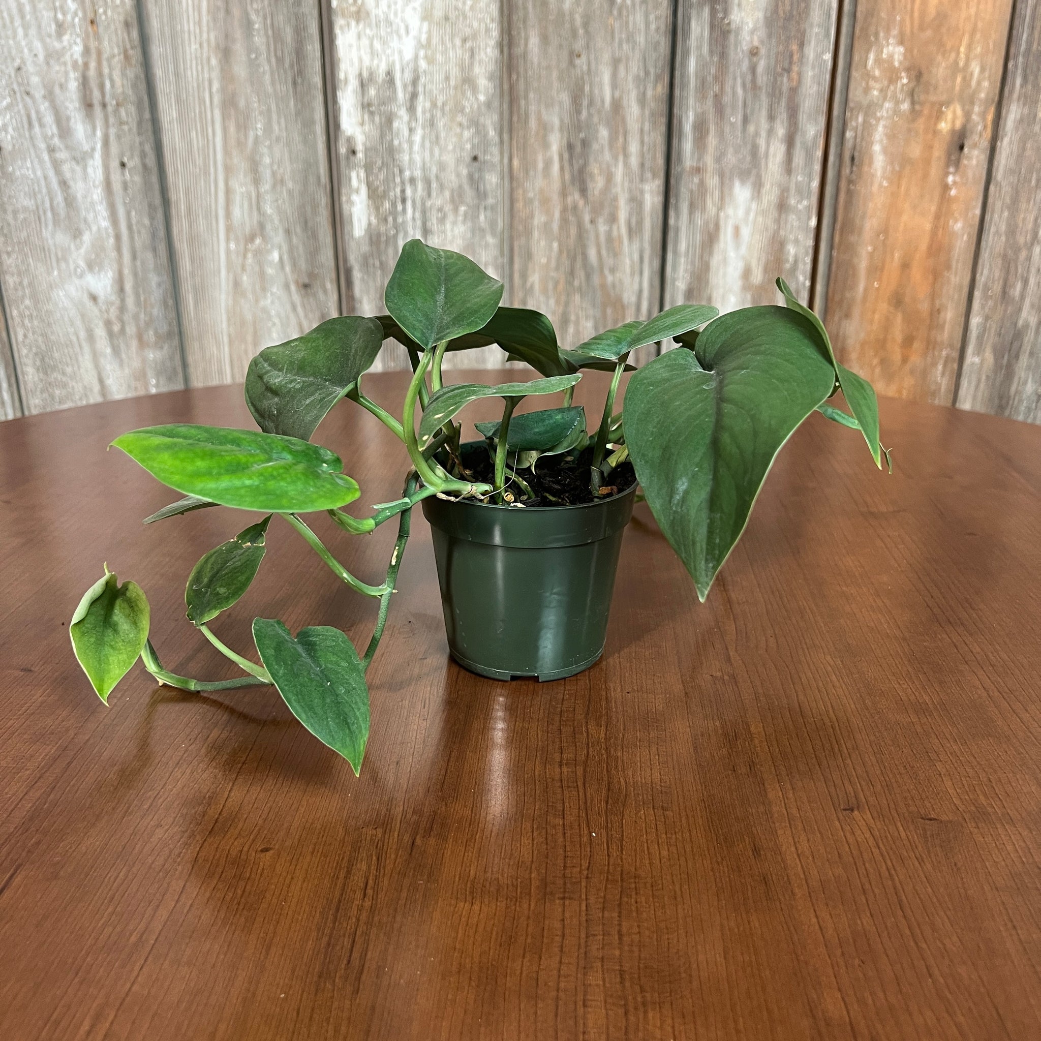 jade satin scindapsus vs jade pothos Scindapsus 'Jade Satin'