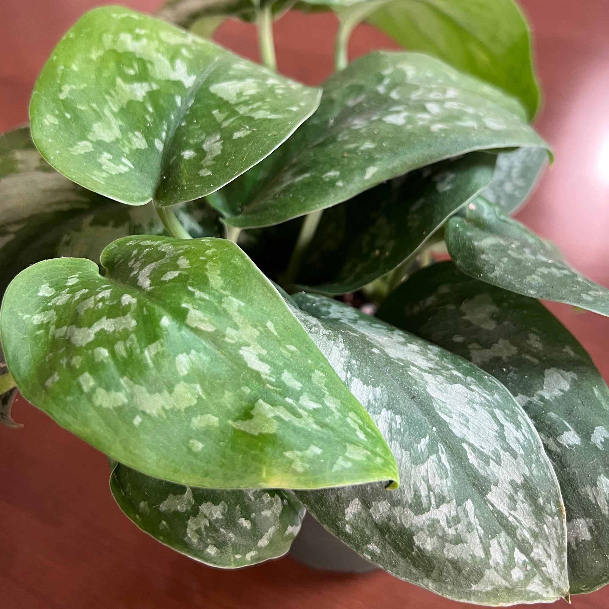 buy silver pothos Scindapsus 'Silver Satin' Pothos
