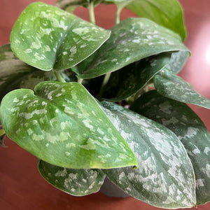 Scindapsus 'Silver Satin' Pothos