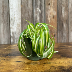 Chlorophytum 'Variegated Bonnie' Spider Plant