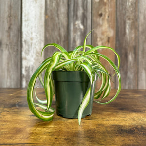 Chlorophytum 'Variegated Bonnie' Spider Plant