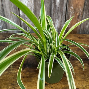spider grass plant Chlorophytum 'Reverse' Spider Plant – Wasson Nursery