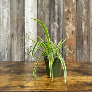 Chlorophytum 'Reverse' Spider Plant