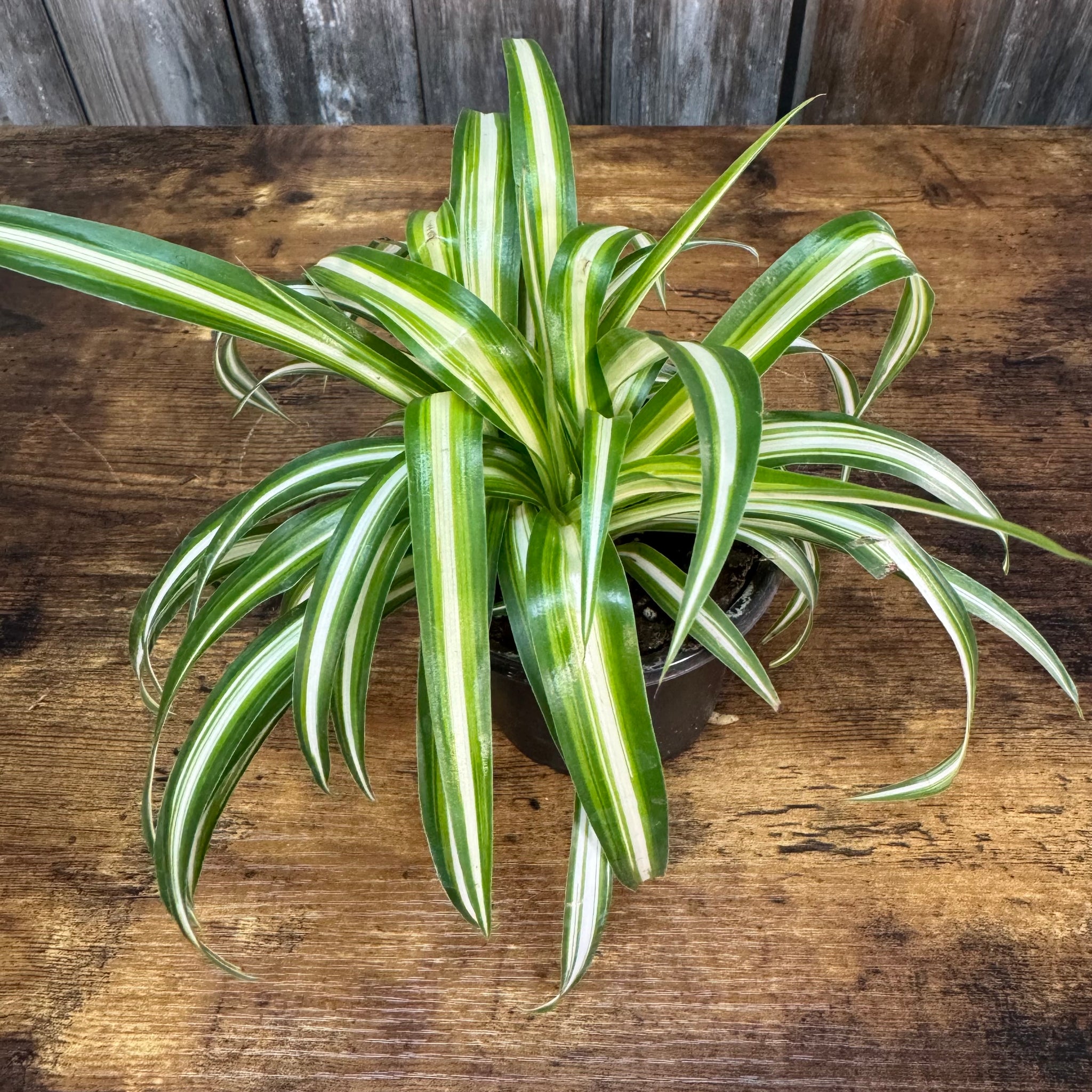 spider plant vittatum Chlorophytum 'Vittatum' Spider Plant – Wasson Nursery
