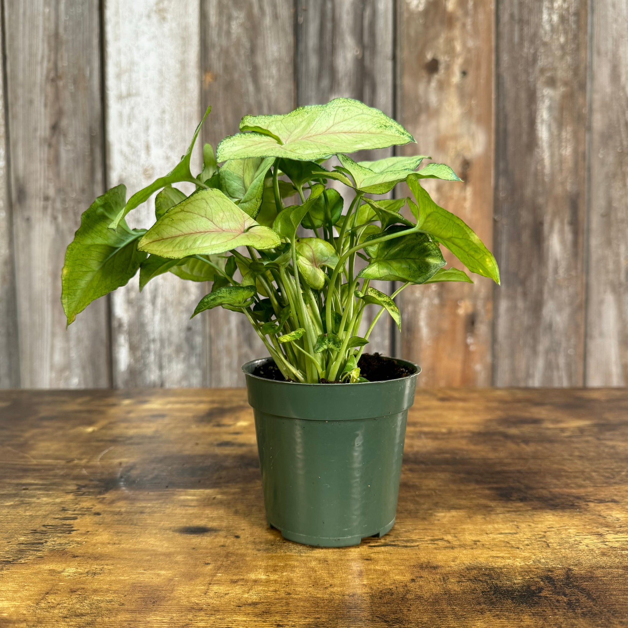 house plants with arrow shaped leaves Syngonium Assorted