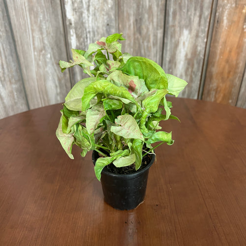 Syngonium 'Milk Confetti' Arrowhead Plant