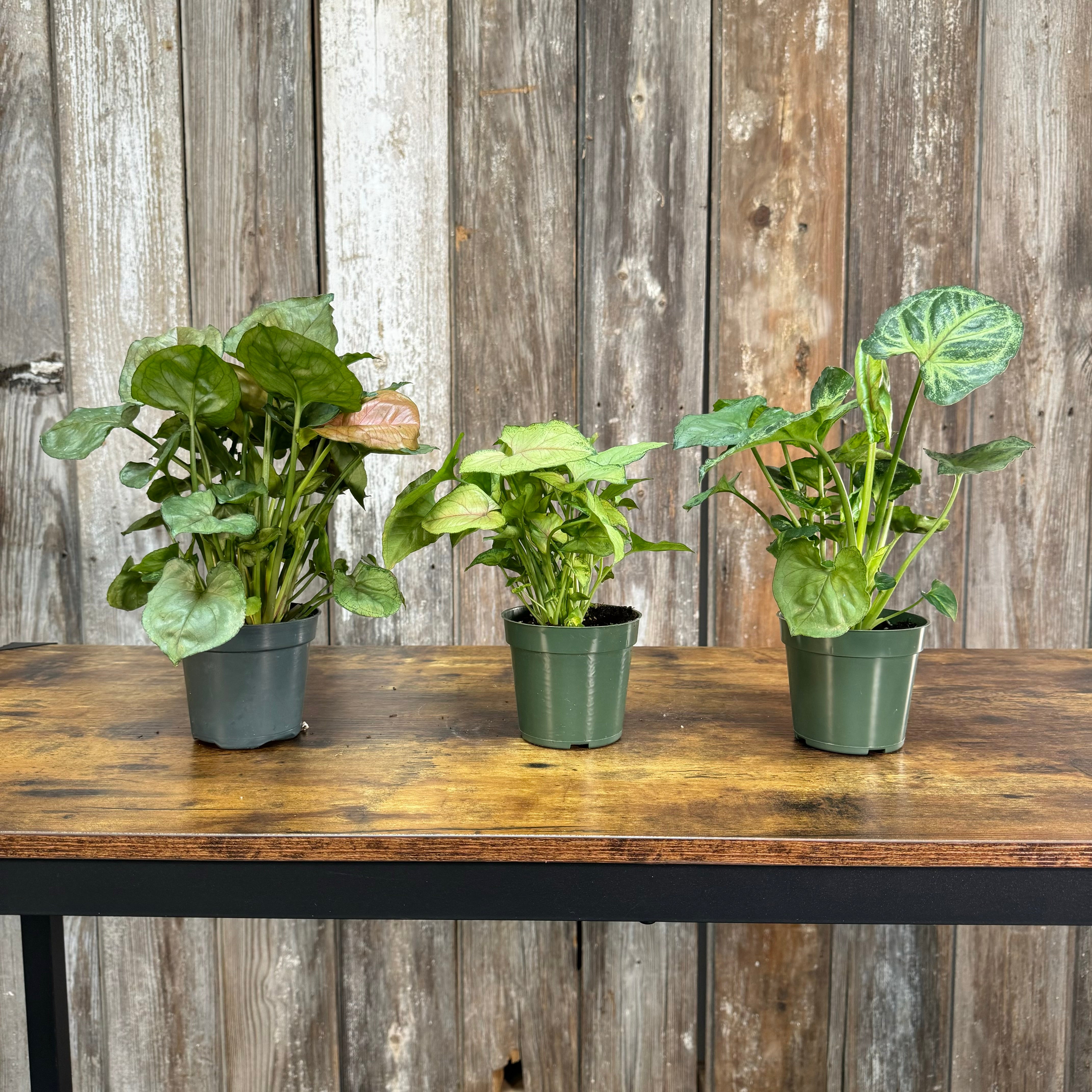 is syngonium an indoor plant Syngonium Assorted