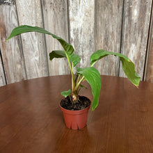 Load image into Gallery viewer, Tacca Black Bat Plant