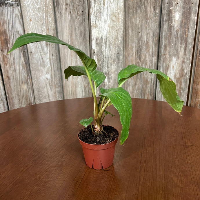 Tacca Black Bat Plant