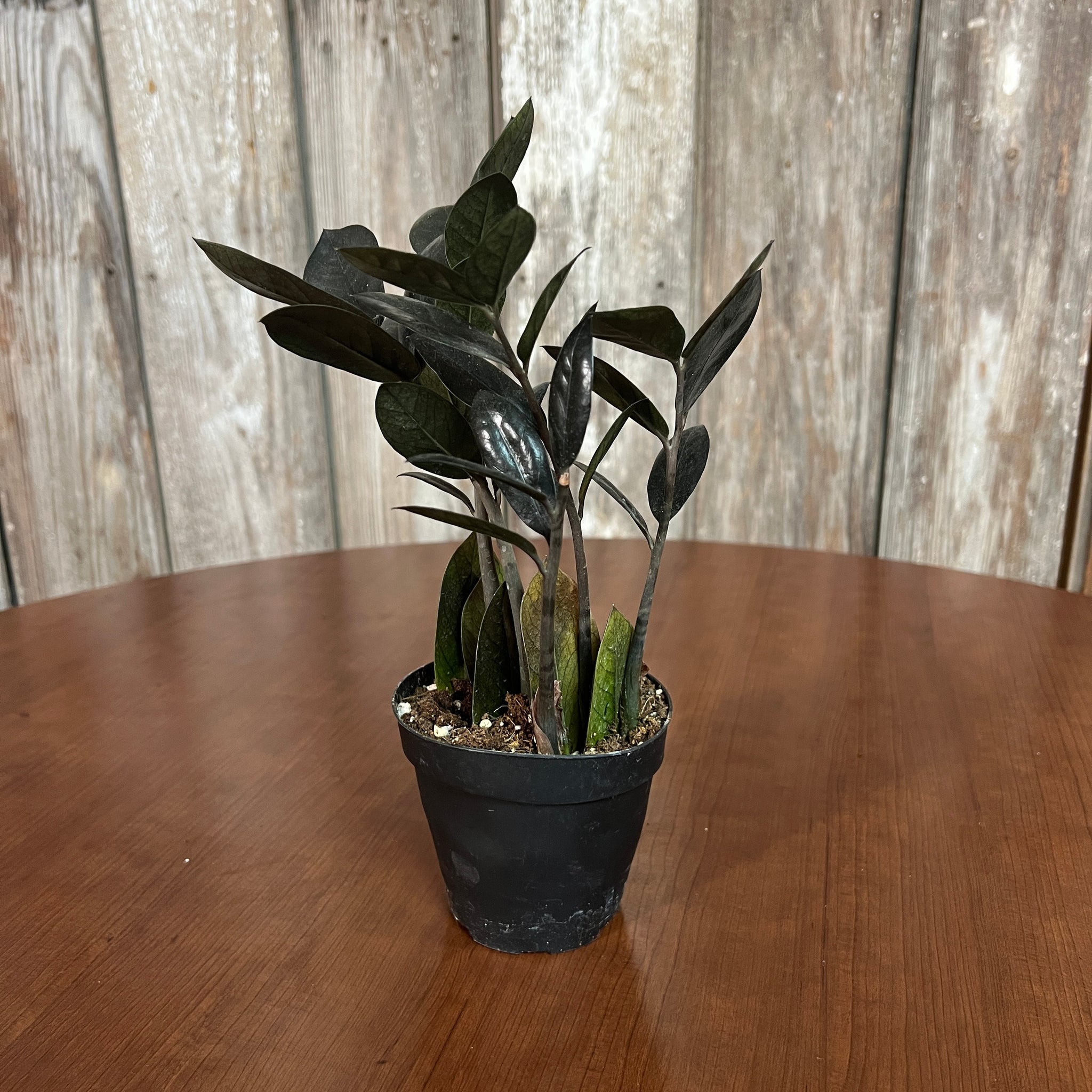 black raven zz plant - zamioculcas zamiifolia Zamioculas 'Raven' ZZ Plant