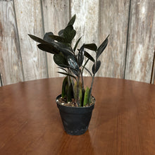 Load image into Gallery viewer, Zamioculas &#39;Raven ZZ Plant&#39;