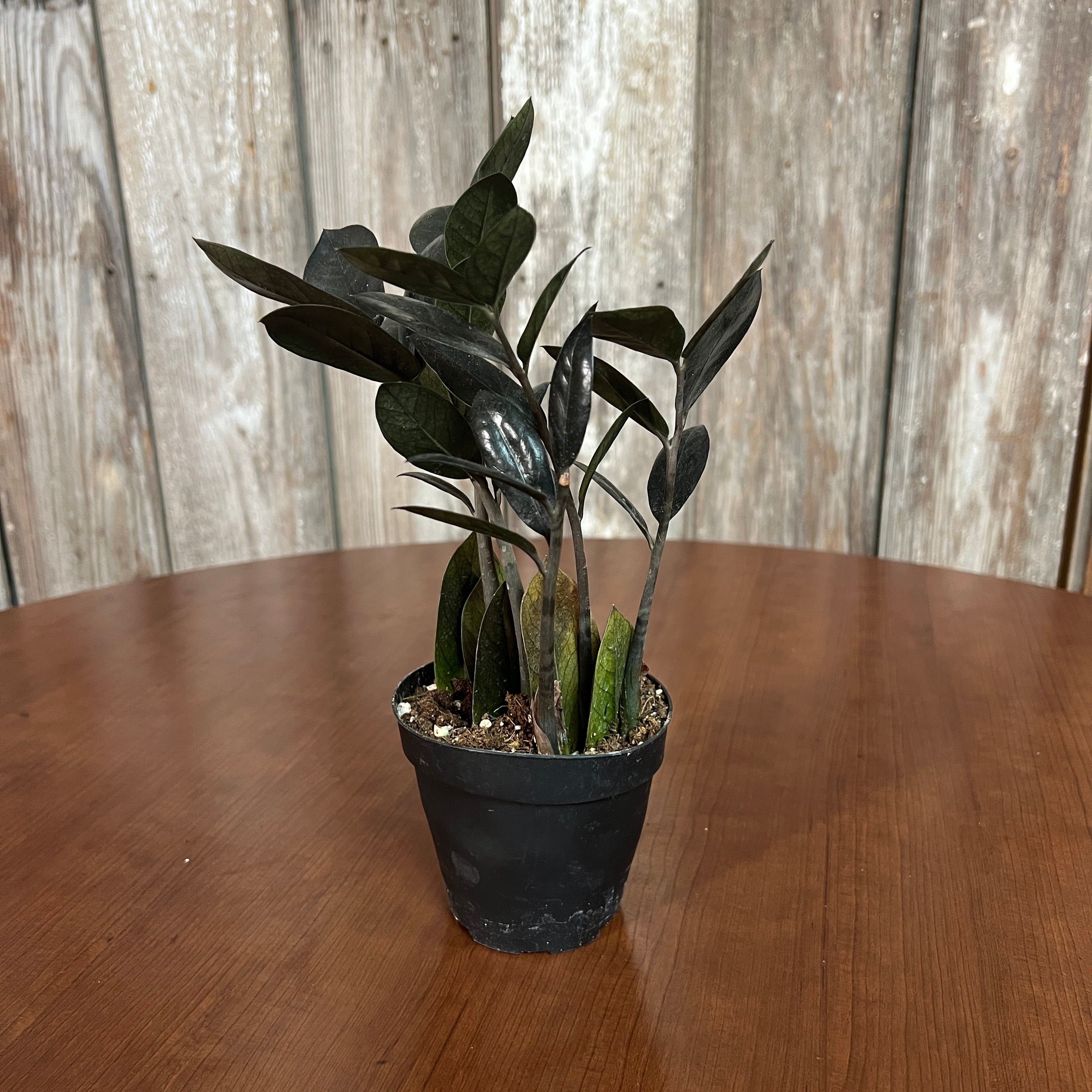 zz black raven plant Zamioculas 'Raven' ZZ Plant