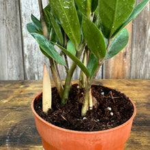 Load image into Gallery viewer, Zamioculas 'ZZ Plant'