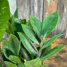 Load image into Gallery viewer, Zamioculas 'ZZ Plant'