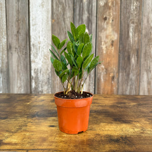 zz plant terracotta pot Zamioculas 'ZZ Plant'