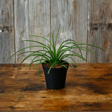 Load image into Gallery viewer, Agave Geminifolia