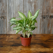 Load image into Gallery viewer, Aglaonema 'White Rain'