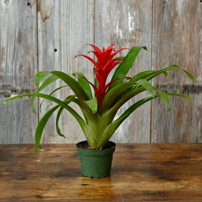 Bromeliad