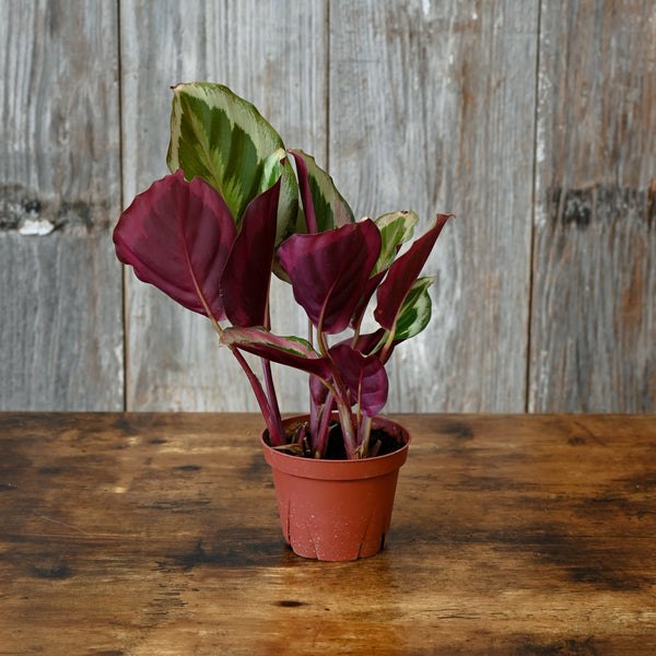 Calathea 'Shine Star' - Vibrant Indoor Tropical Plant  Wasson Nursery