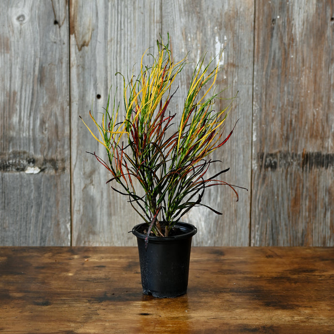 Croton 'Picasso Paintbrush'