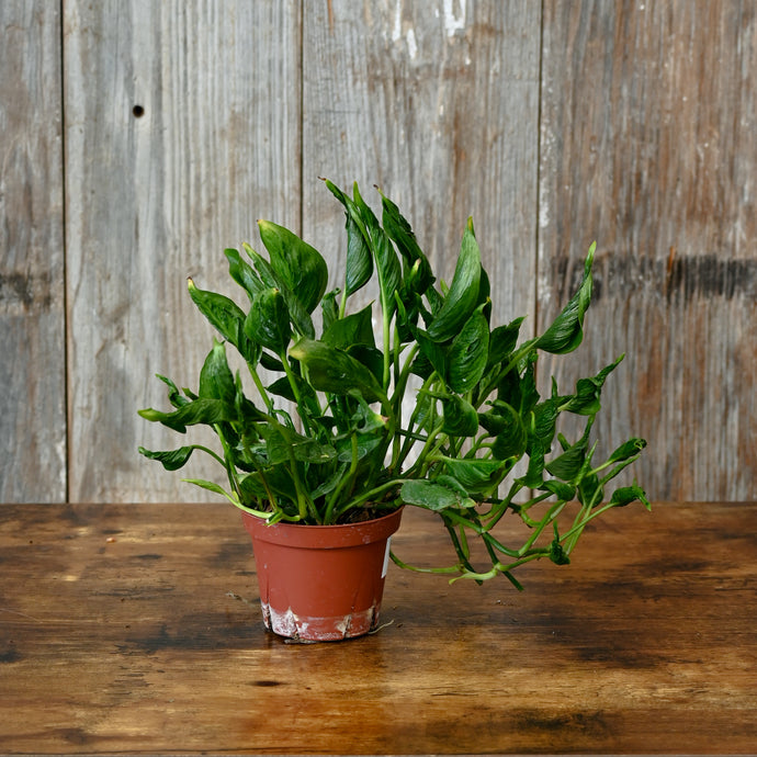 Epipremnum 'Shangri La'