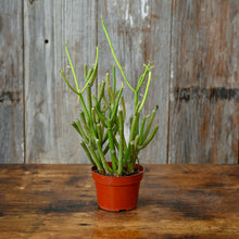 Load image into Gallery viewer, Euphorbia 'Sticks of Fire' succulent plant with green cylindrical stems in terracotta pot