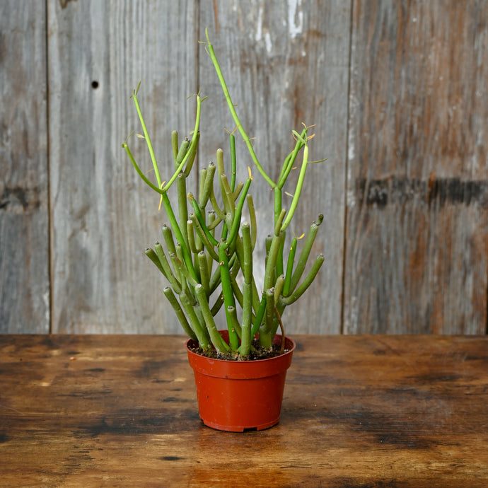 Euphorbia 'Sticks Of Fire'
