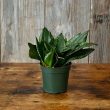 Load image into Gallery viewer, Sansevieria 'Whitney'