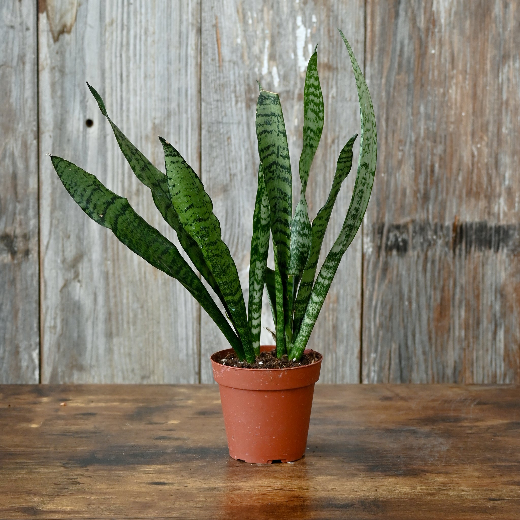 striped sansevieria Sansevieria 'Zeylanica': Low-Maintenance Snake Plant – Wasson Nursery